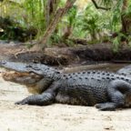 Gatorland & International Drive